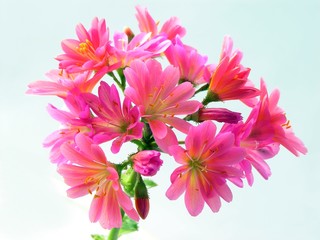 charming amaranthine flowers