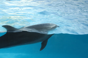 dauphin