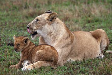 kenya