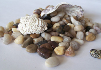 seashells and pebbles