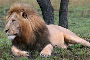 Fototapeta premium kenya