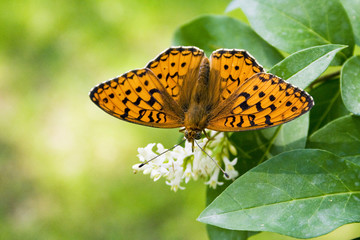 Fototapeta premium papillon