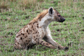 kenya