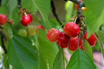 cerises