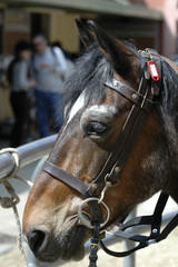 Obraz premium horse