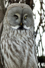 hawk owl
