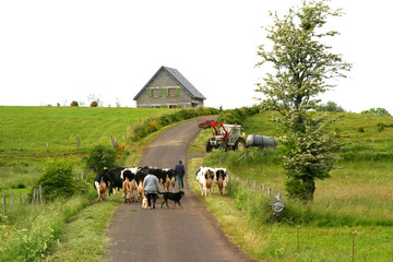 troupeau de v&acirc;ches sur un chemin