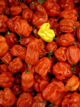 piment rouge et jaune