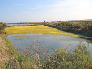 yellow swamps, re island, france