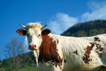 vache