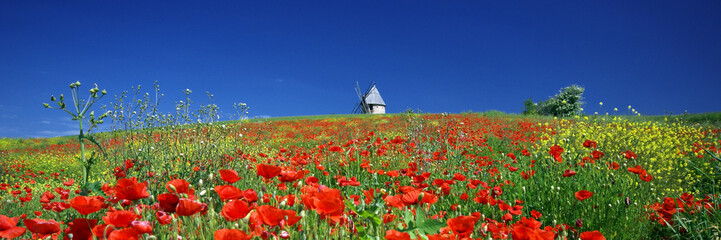 les couleurs du paradis