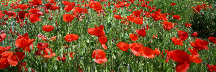 Obraz premium les coquelicots