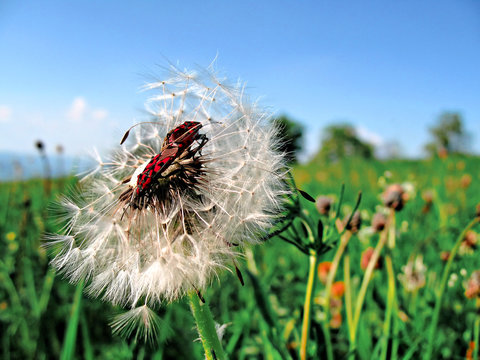insectes sur une fleur