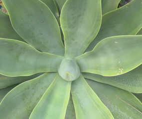 succulant plant 1