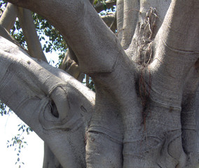 knarly tree background 1