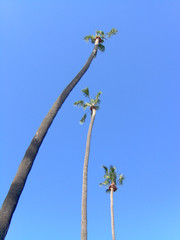 three palm trees