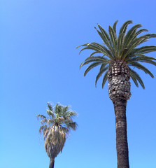 two kinds of palm tree
