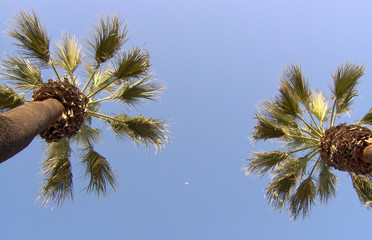 moon with two palm trees