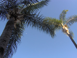 half moon with palm trees 1