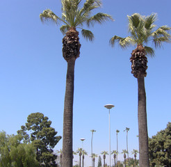two palm trees form a gate