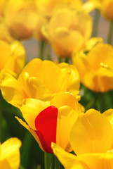 yellow tulips with one being half red and half yellow