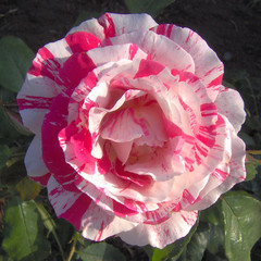 white and pink rose