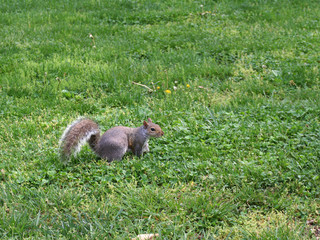 squirrel