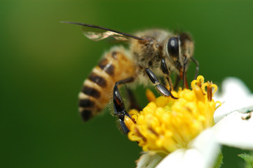 tiny bee and flowers