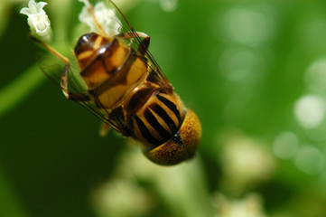 tiny bee and flowers