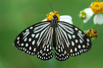 beautiful butterfly mating