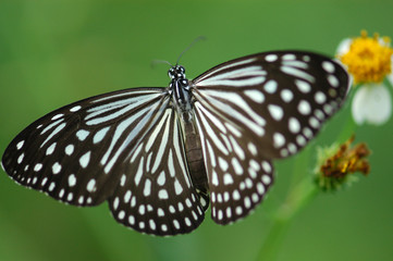  beautiful butterfly