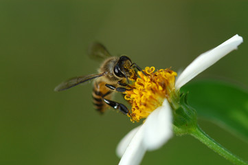 tiny bee and flowers