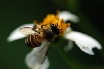 tiny bee and flowers