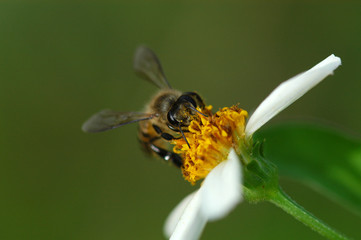 tiny bee and flowers