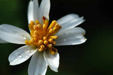 Obraz premium beautiful white color flowers