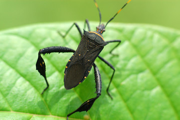 black insect and leaf