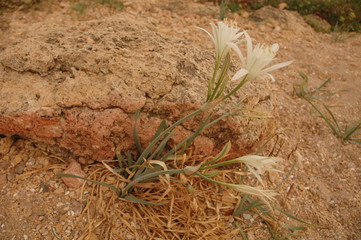 white flower with sand rock