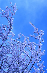 arbre en neige