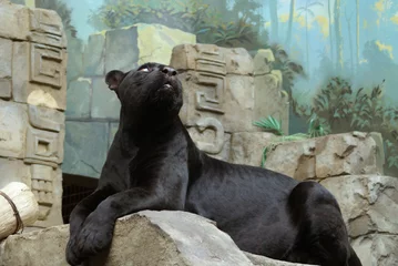 Abwaschbare Fototapete Panther panthera