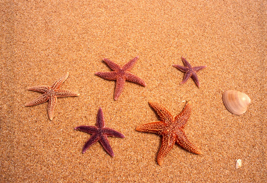 etoile de mer02