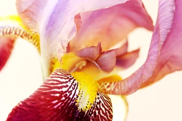 Abwaschbare Fototapete Iris Iris