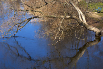 Obraz na płótnie Canvas tree over the water
