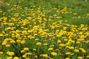 dandelions field #1
