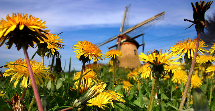 dandelions and mill in holland