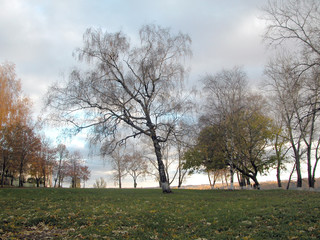 white birch