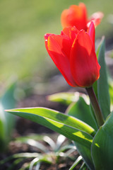 red tulip
