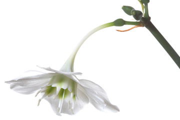gentile white flower