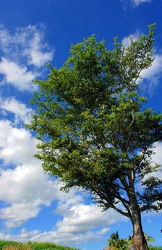 arbre de vie