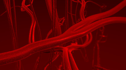 blood arteries and veins