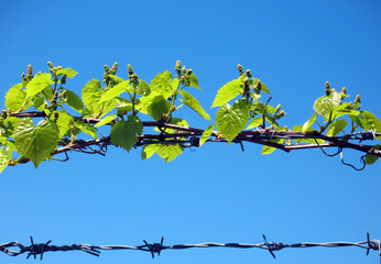 barbed wire